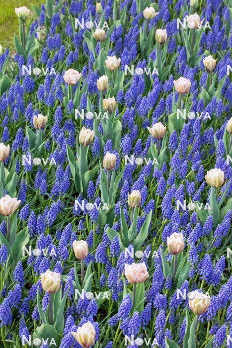 N1921428 Tulipa Foxtrot and Muscari armeniacum