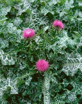 medicinal plant, St. Mary's Thistle
