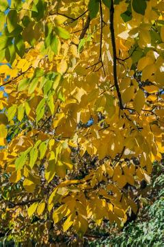 fall foliage, Kentucky Yellow Wood