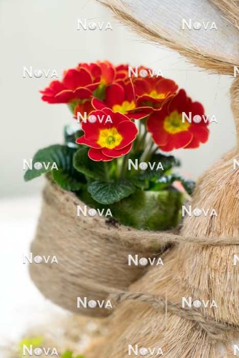 N0925353 Easter decoration with Primula
