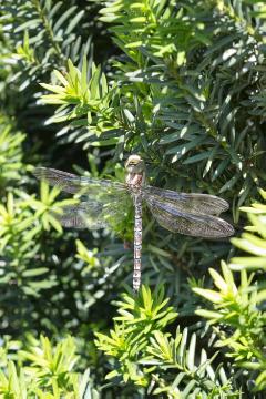 Dragon-Fly, Insect, Taxus baccata