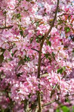 blossom, Malus x adstringens, Springtime
