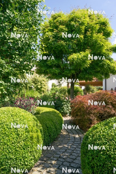 N0115233 Garden design with Buxus microphylla