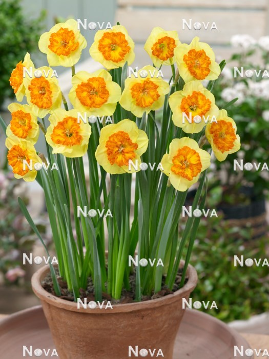 N1923038 Narcissus Large Cupped Berlin im Topf
