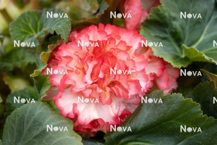 N1924968 Begonia AmeriHybrid ® Picotee White Pink