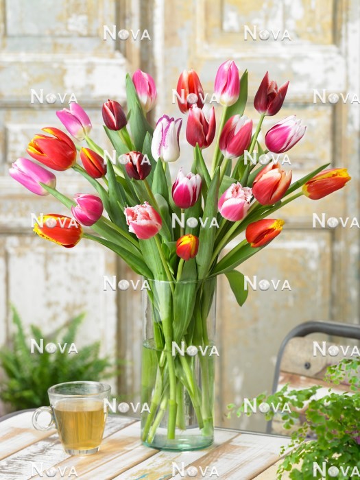 N1925013 Tulipa Bicolor mix in glass vase