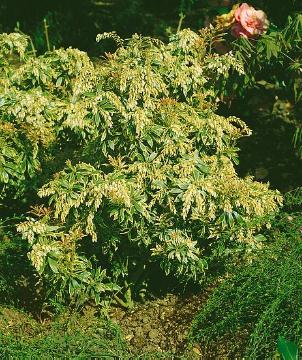 Moorbeetpflanzen, Pieris (Genus), Pieris japonica