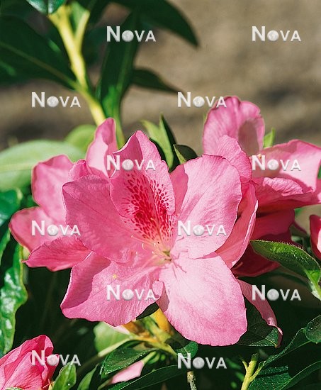 N0200977 Rhododendron California Dawn (Azalea)