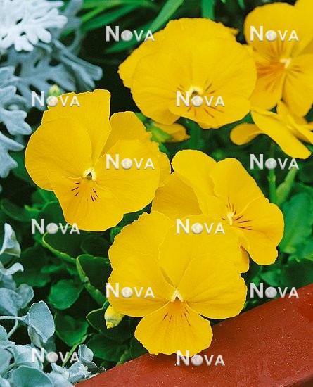N1506408 Viola Panola Yellow Wink