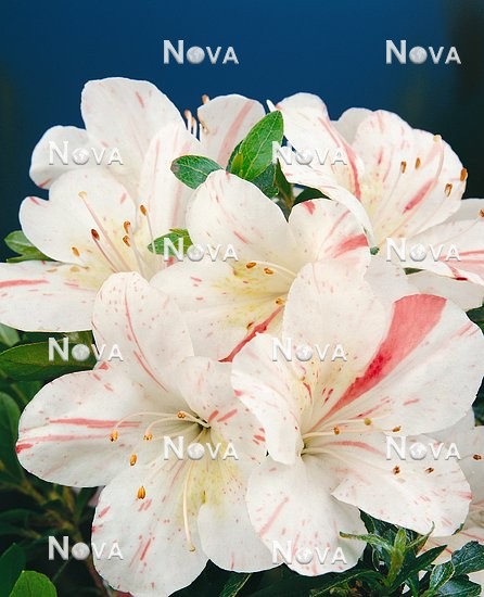 N0201065 Rhododendron Kagetsu (Azalea)