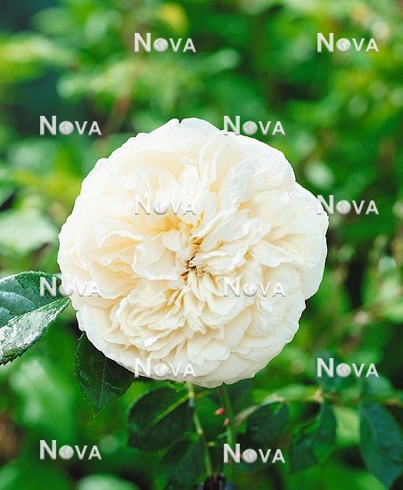 N0801978 Rosa Proud Titania