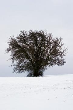 pear tree, Seasons, Shrubs and Palms, snow, Winter impression, Winterlandschaft