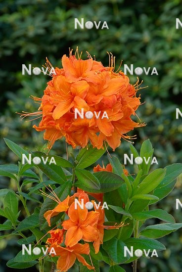 N0201594 Rhododendron Rumba
