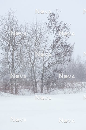 N1002105 Landscape in winter