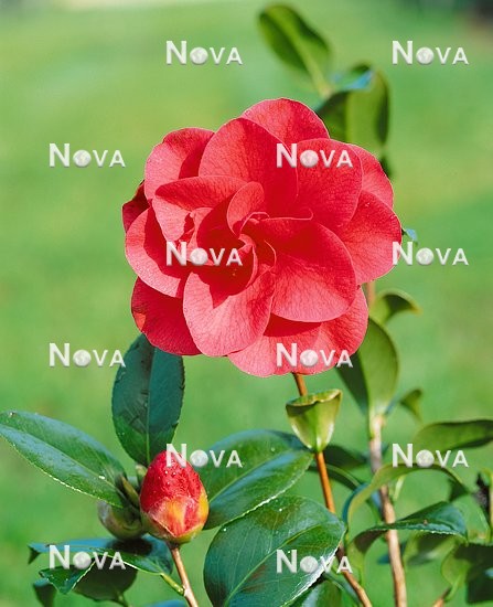 Camellia Red