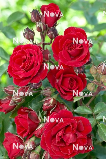N0802430 Rosa Red Surprise