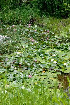 Aquatic plant, Biotope, Gewässer, Stimmungsbild mit Tulpen, Tulipa (Genus), Wasser