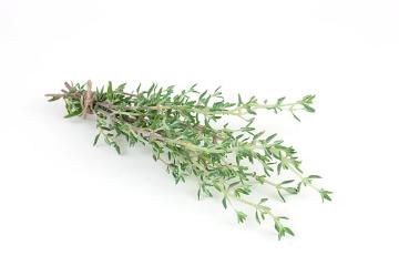 Kochen mit Kräutern, Spice plant, Thymus vulgaris Fragrantissimus, Trend und Stil, white background
