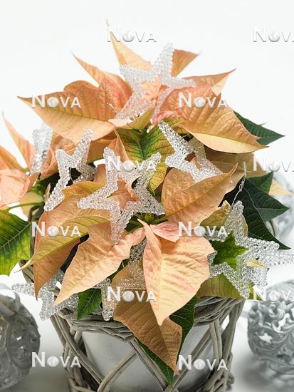 N1201753 Euphorbia pulcherrima in pot with Christmas decoration