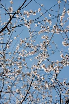 Frühling, Frühlingsblüher, Frühlingserwachen, Prunus (Genus), Stimmung, Stimmungsbild