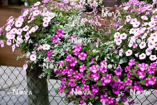 N1512601 Balcony planter with Petunia, Helichrysum, Gaura