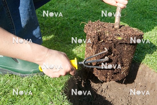 N0600193 Planting instruction fruit, step 3