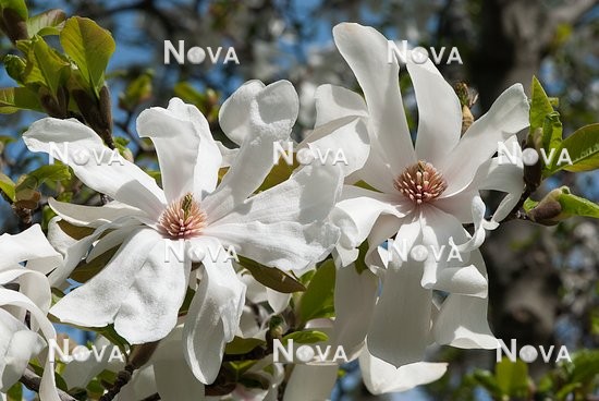 N0110127 Magnolia stellata