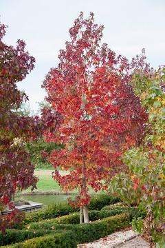 Herbstfärbung, Liquidambar styraciflua