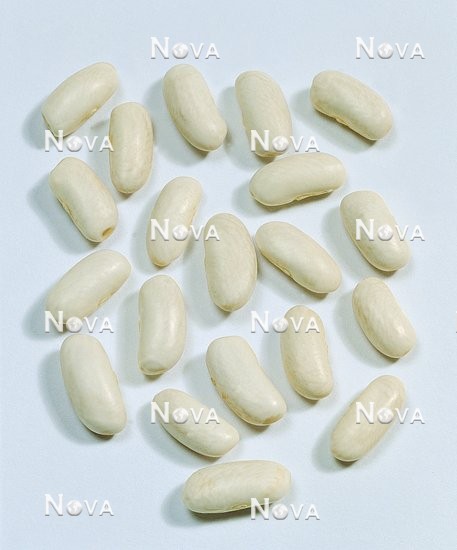 G4600067 Bohnen-Samen / Phaseolus vulgaris Candide