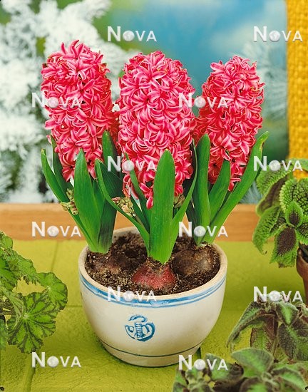 80 11 13 Hyacinthus Pink Pearl