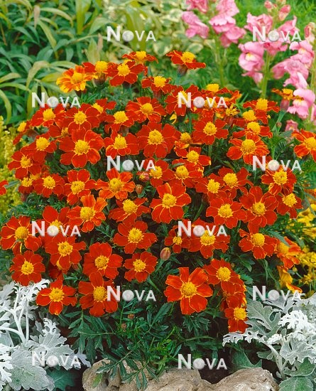 G4501873 Tagetes Disco Red