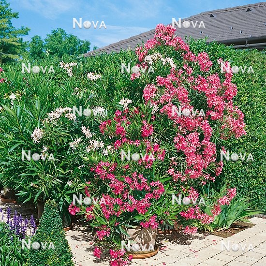 N2200475 Nerium oleander