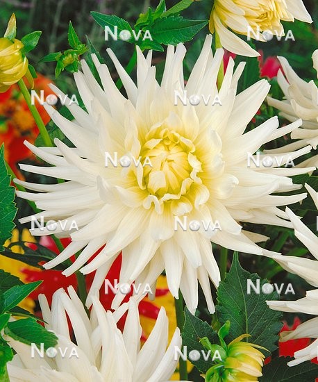 N1904195 Dahlia Kaktus (Dk), white