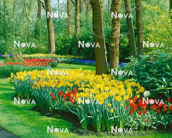N1000372 Blumenzwiebel im Park / Frühlingsstimmung