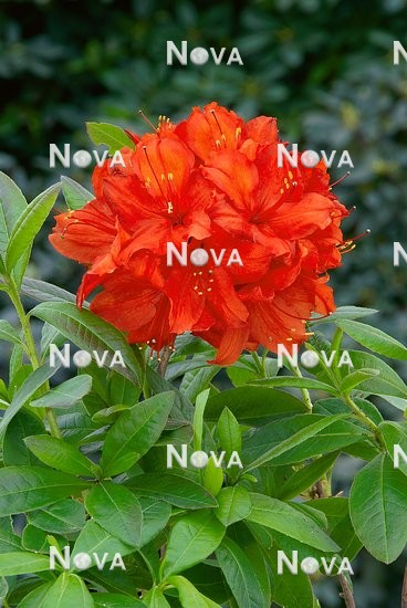 N0201841 Rhododendron Nabucco