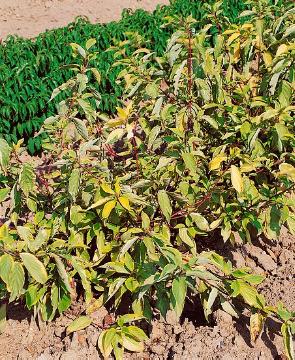Cornus alba, varigated leaves