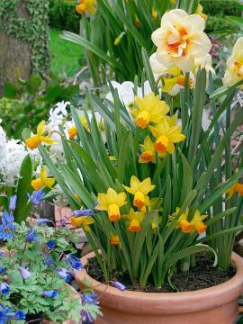 daffodil (Genus), Frühlingserwachen, Frühlingsstimmung, Lifestyle, Springtime, Terracotta Topf