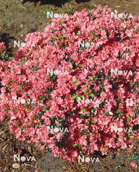 11 50 38 Rhododendron x obtusum