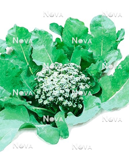 N1705146 Vintage Serie Brassica oleracea var. italica