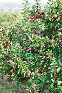 apple tree, Fruit / Fruit Trees «Pflanzengruppen», Fruit, Malus domestica, Obstbaum
