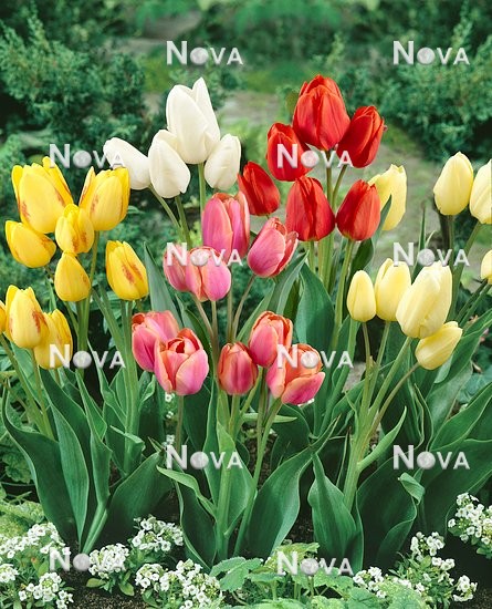 N1908446 Tulipa multiflora Mischung