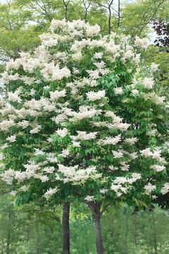 Baum, Frühlingsblüher, Laubgehölz, Syringa reticulata