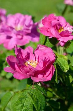 Rosa gallica, Strauchrose