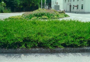 Bodenbedeckende Pflanze, Lonicera pileata