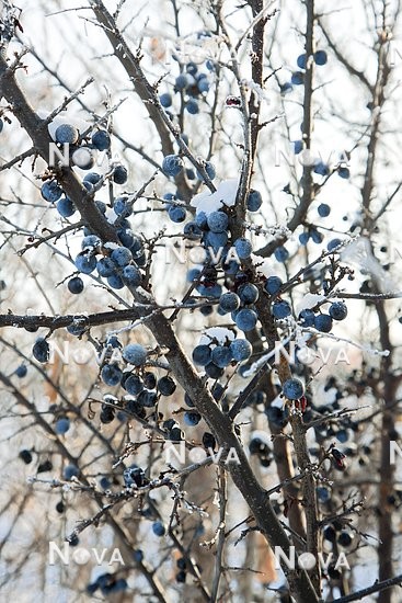 N1003255 Winterstimmung mit eis,- und schneebedeckter Prunus spinosa
