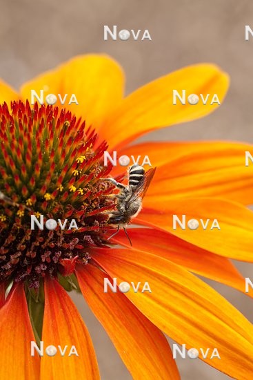 N2100790 Bee on Echinacea Tiki Torch