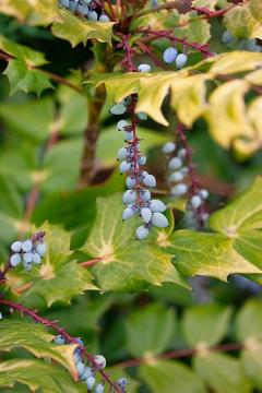 Fruchtstand, Mahonia japonica