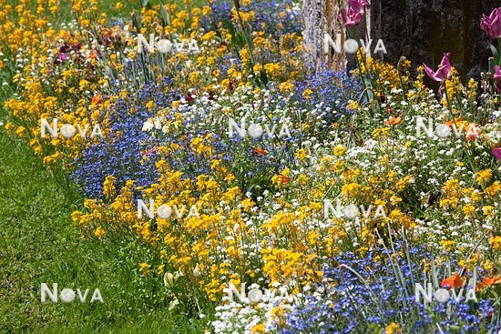 N1513836 Blumen Beet mit Sommerblumen