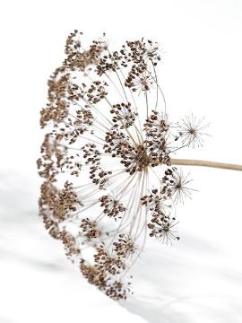 Anethum graveolens, seed, white background
