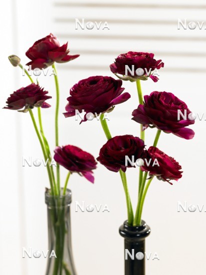 N1913715 Impression with Ranunculus red